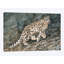 « snow leopard jambage », reproduction d’impression sur toile-33109816-72407091-72407085