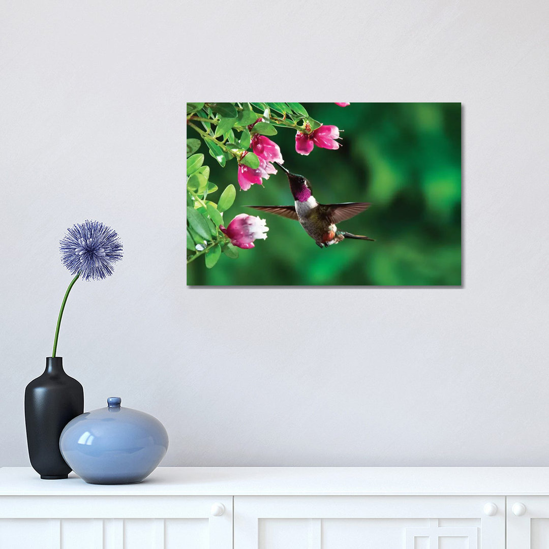 Magenta-Throated Woodstar Hummingbird Male Feeding On Epiphytic Heath, Costa Rica by Michael & Patricia Fogden - Wrapped Canvas Print