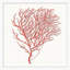 Red Branch Coral 6 Print by Lillian August