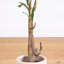 Olive artificielle minimaliste avec pot de fleurs décoratif blanc-1303218426