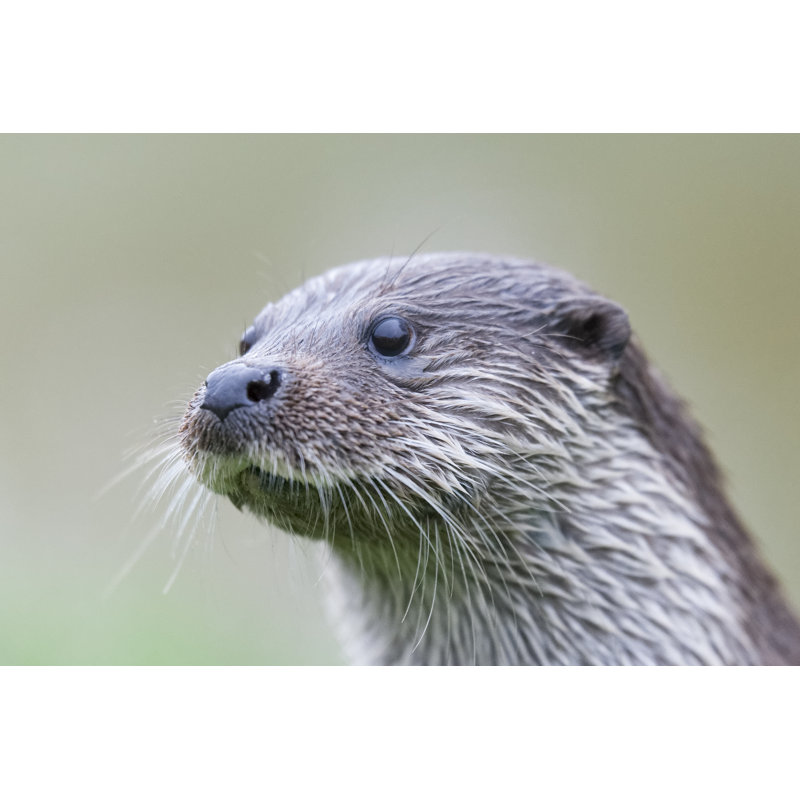 " Otter " by Edevansuk, 8" H x 12" W