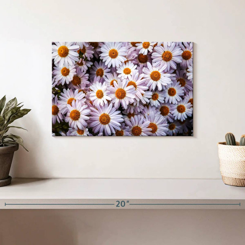 Harnek Shasta Daisies, H 8 po x l 12 po