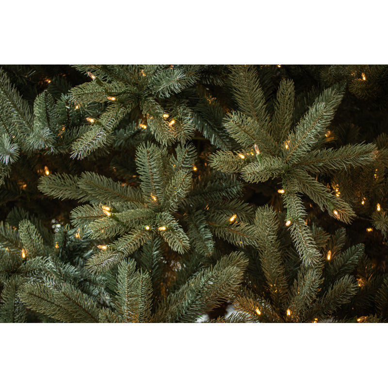 Ponderosa Fir Blue Tree with 800 Warm White LED
