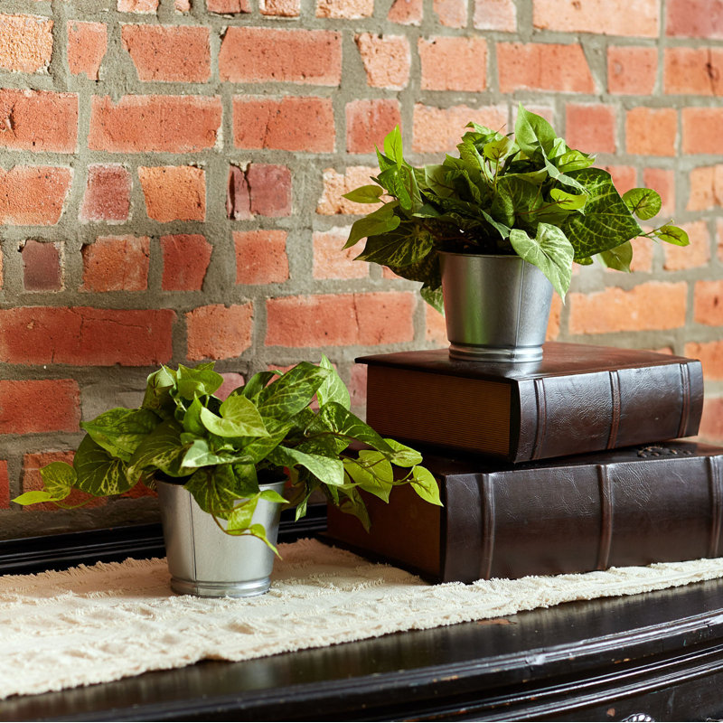 Plante ivy en pot pothos vine