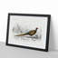 Pheasant Illustration by Charles D' Orbigny - Picture Frame Painting Print-55583020-55583022