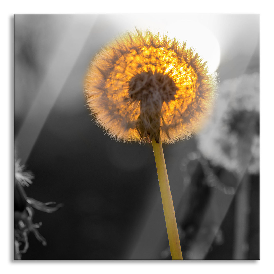 Glasbild Löwenzahn bei Sonnenuntergang