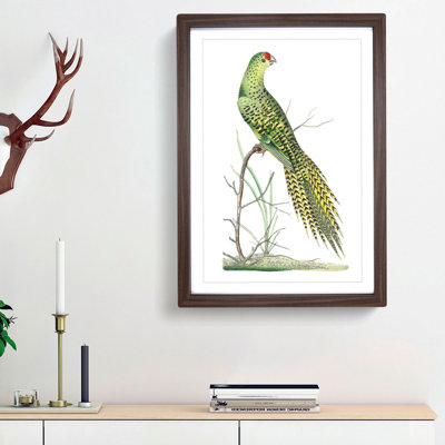 Ground Parrot by George Shaw - Framed Print
