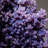 Quartz Var. Grape Agate