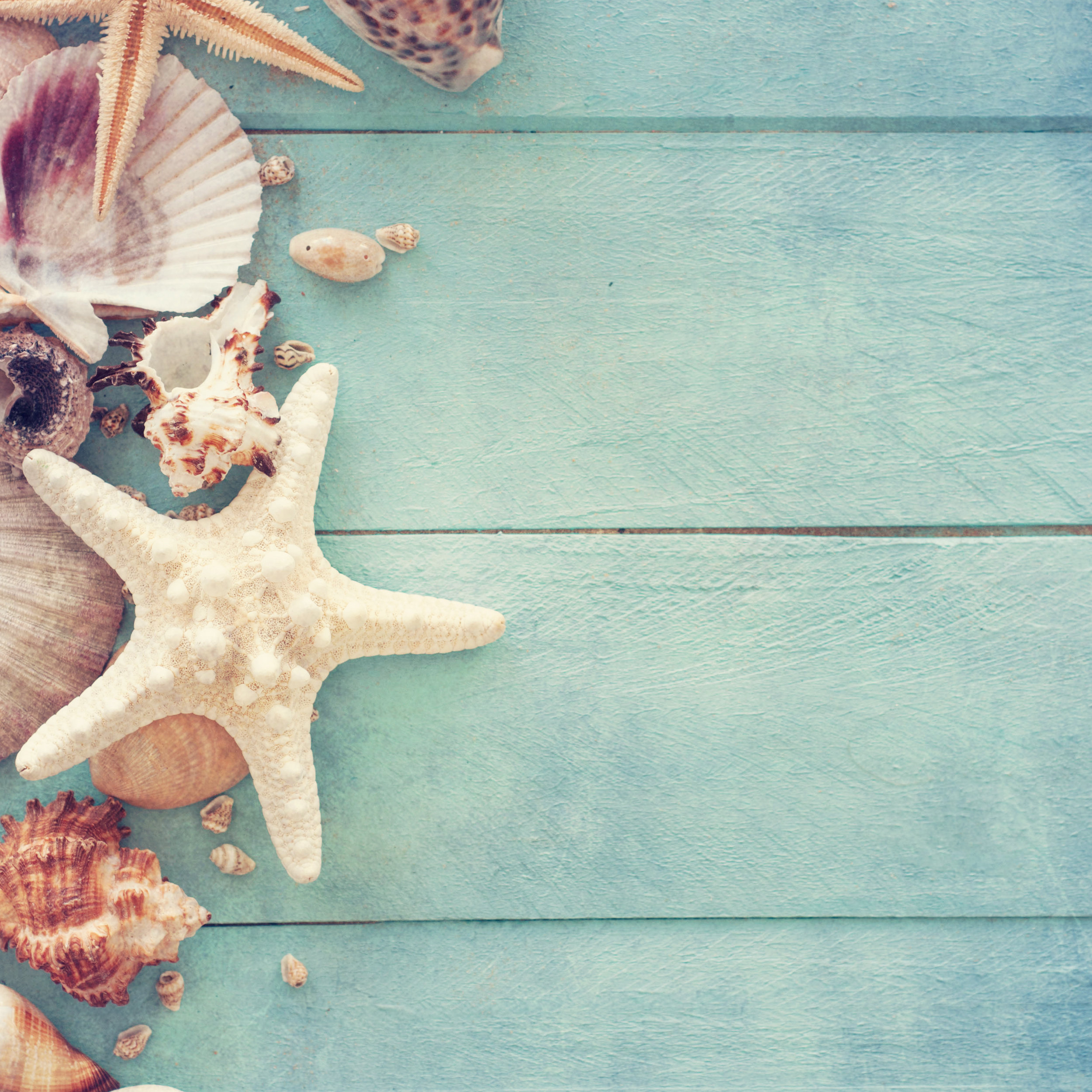 Highland Dunes Sea Shells and Starfish by Guschenkova - Wrapped Canvas ...