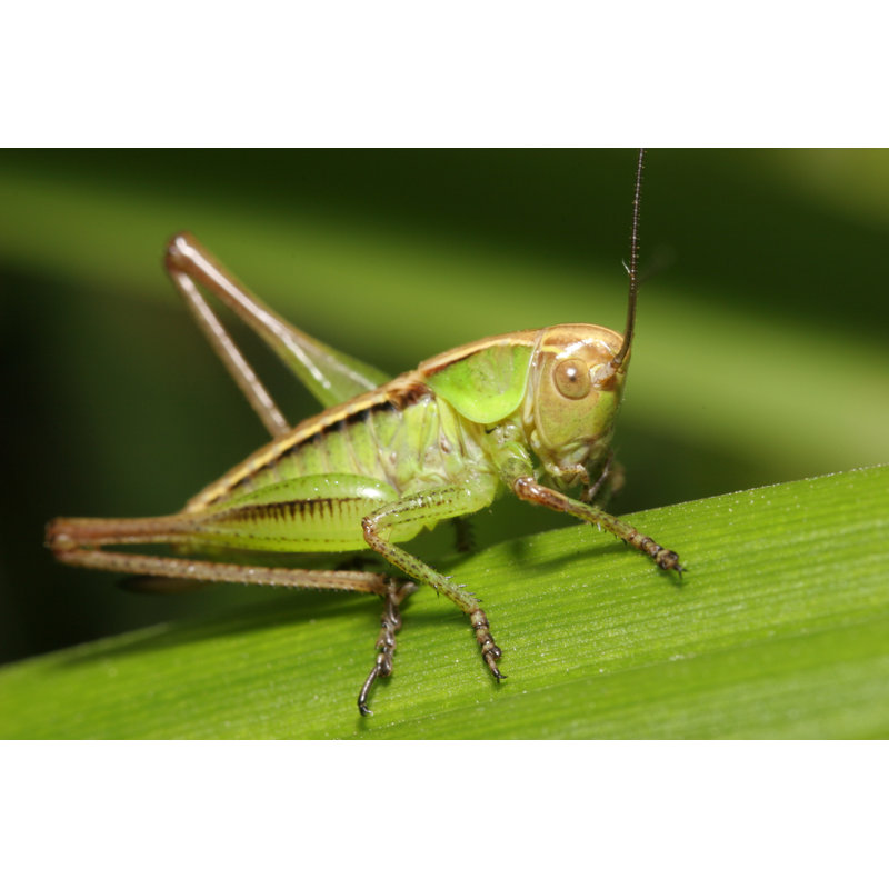 Artful Grasshopper Closeup by Blende10 - Wrapped Canvas Print, 30.48cm H x 45.72cm W
