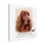 « irish red setter », reproduction d’impression sur toile tendue-26854526