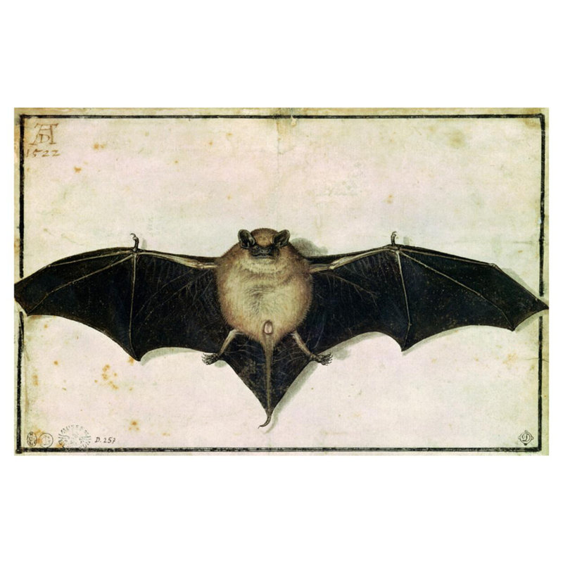 Bat par Albrecht Dürer - estampe numérique, H 32 po x l 40 po