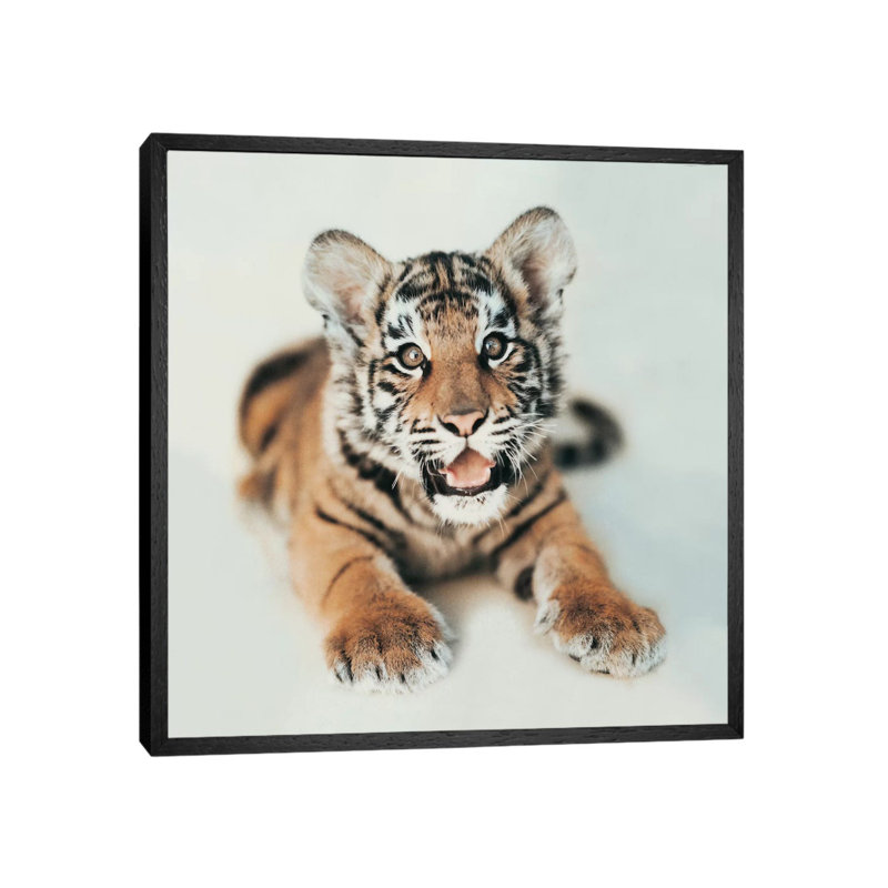 Indira I by Rachael Hale - Print on Canvas, 66.04 cm H x 66.04 cm W, Black Framed