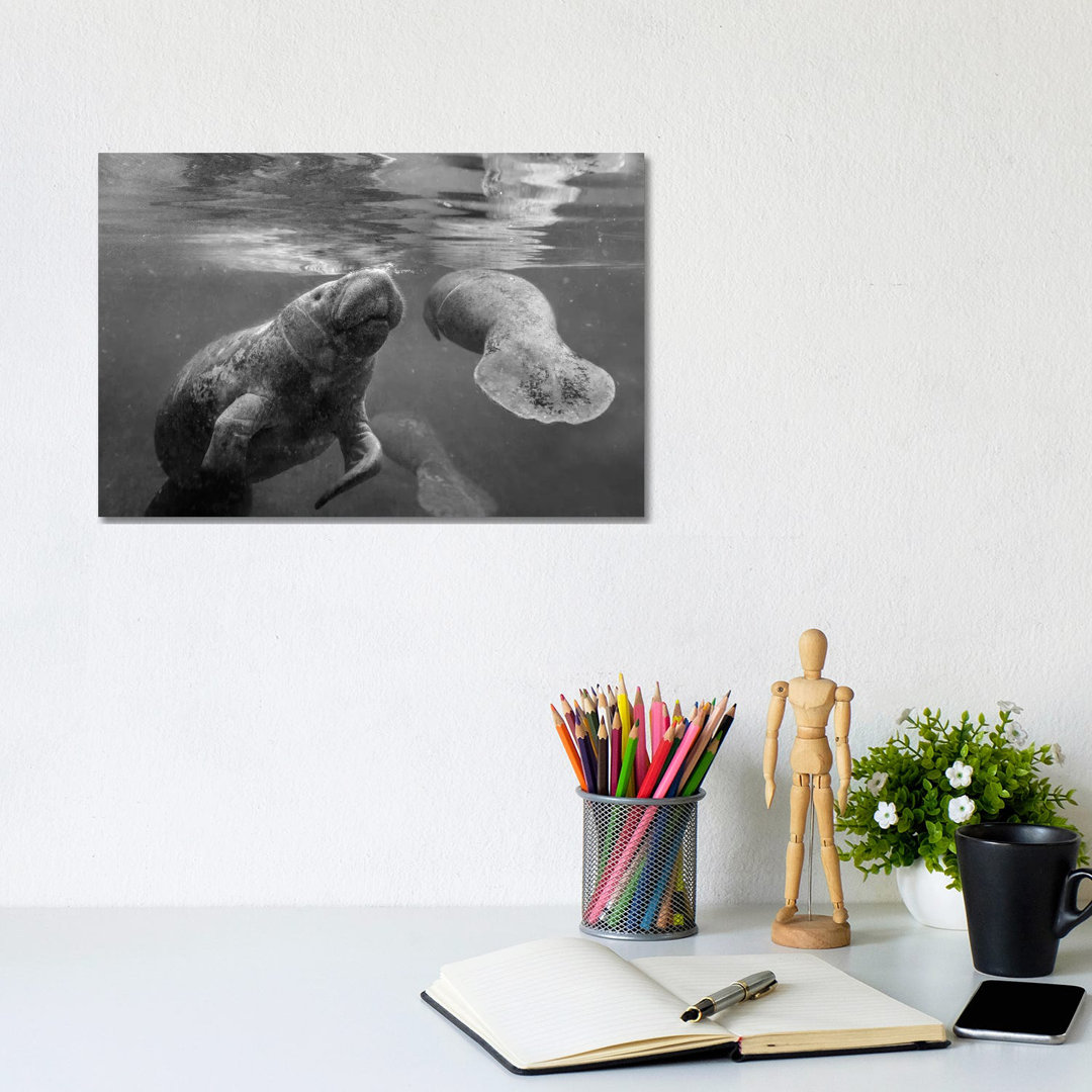 West Indian Manatee Mother And Calf Surfacing, Crystal River, Florida von Tim Fitzharris - Gallery-Wrapped Canvas Giclée...