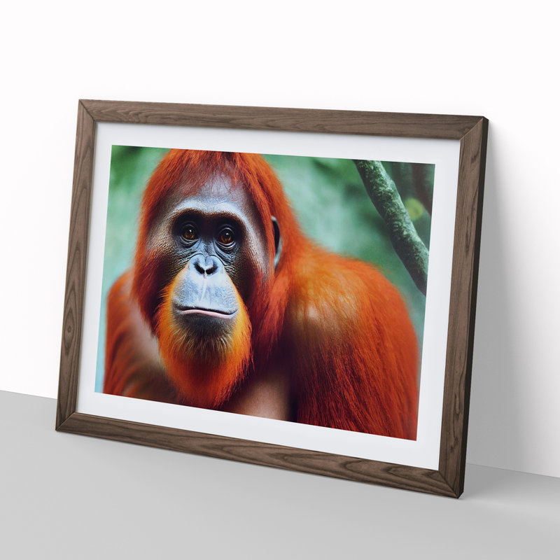 Electrifying Orangutan - Single Picture Frame Print, 25cm H x 34cm W x 2cm D, Walnut 
