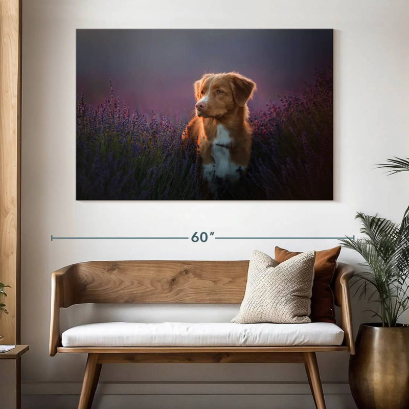 Golden retriever dans un champ de lavande, H 34 po x l 51 po