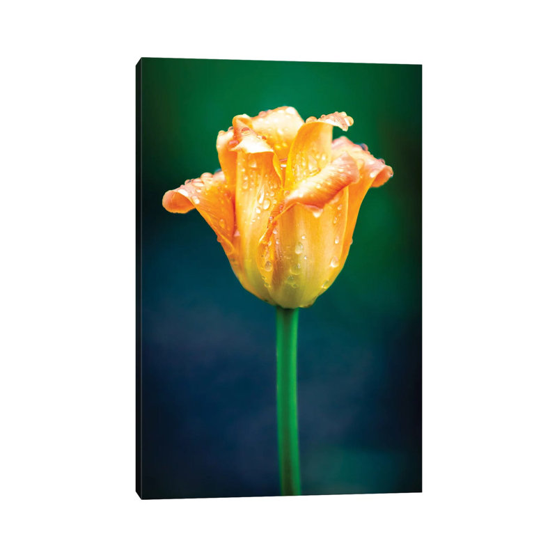 Orange Tulip Water Drops by Nik Rave - Wrapped Canvas Gallery-Wrapped Canvas Giclée, 66.04 cm H x 45.72 cm W