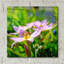 Fleur I-322512562