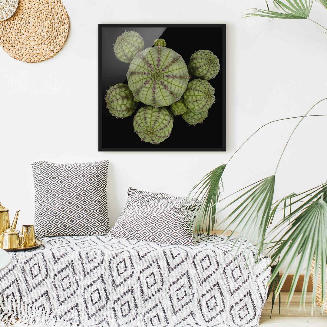 Bild mit Rahmen - Euphorbia - See-Urchinacea - Quadratisch 1:1 - A