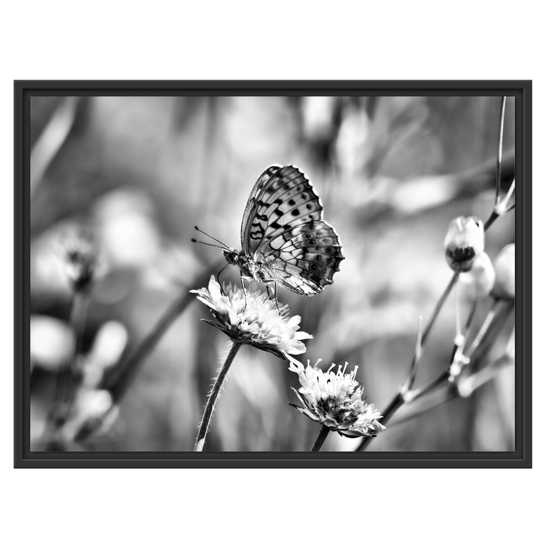 Gerahmtes Wandbild Bezaubernder Schmetterling