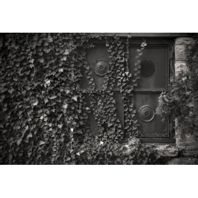 Ivy Wall - Wrapped Canvas Art Prints