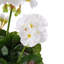 Géranium