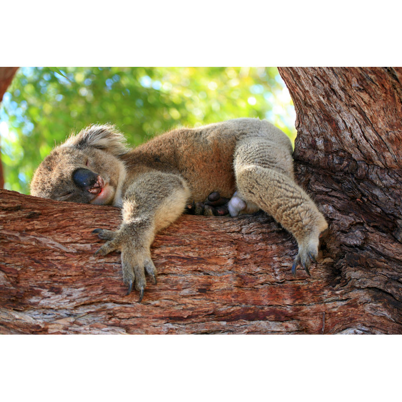 Koala Bear by Ea-4 - Wrapped Canvas Print, 51cm H x 76cm W