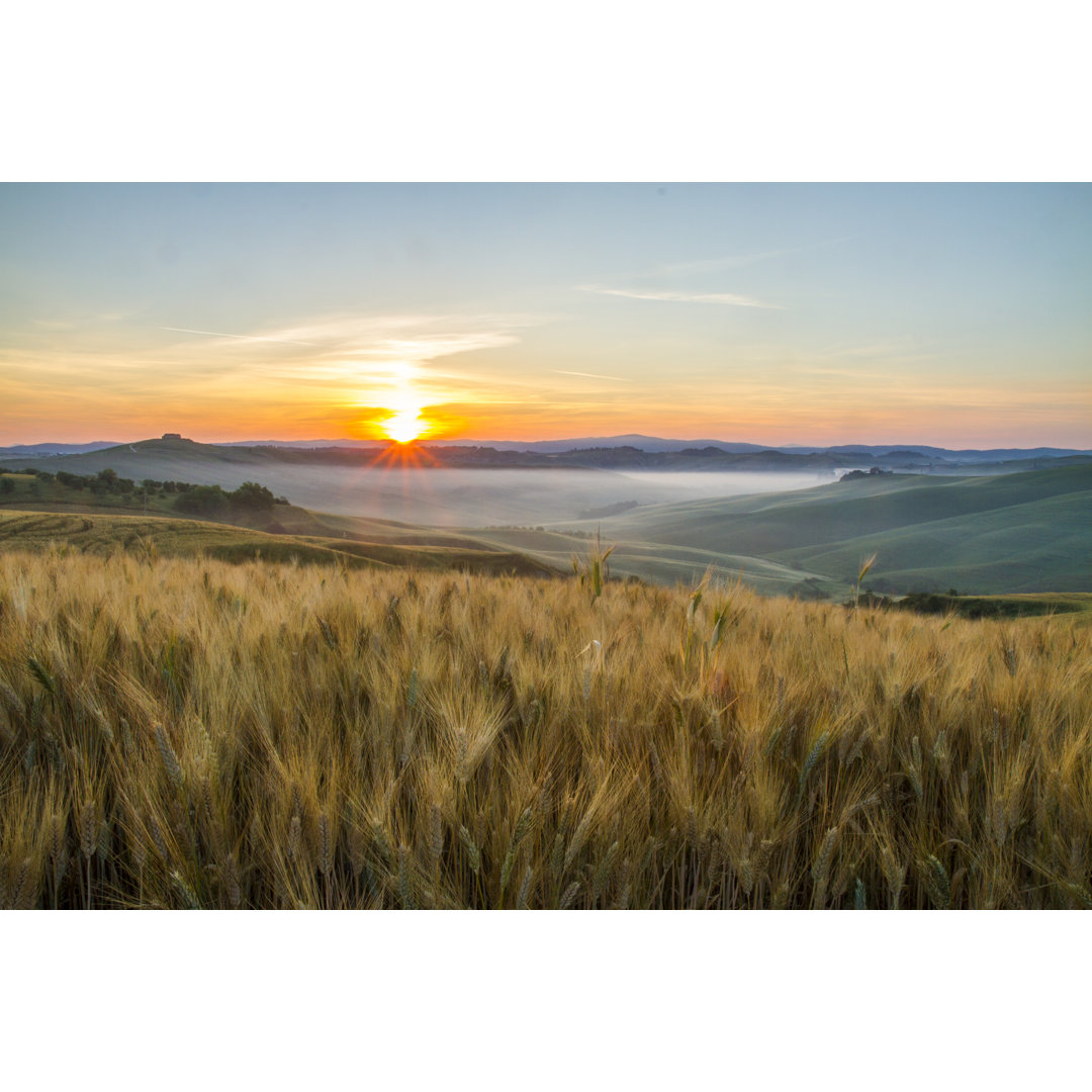 Landschaftliche Ansicht von Weizenfeldern - Leinwandbild