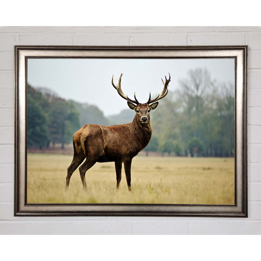 Red Deer Beauty Gerahmter Druck