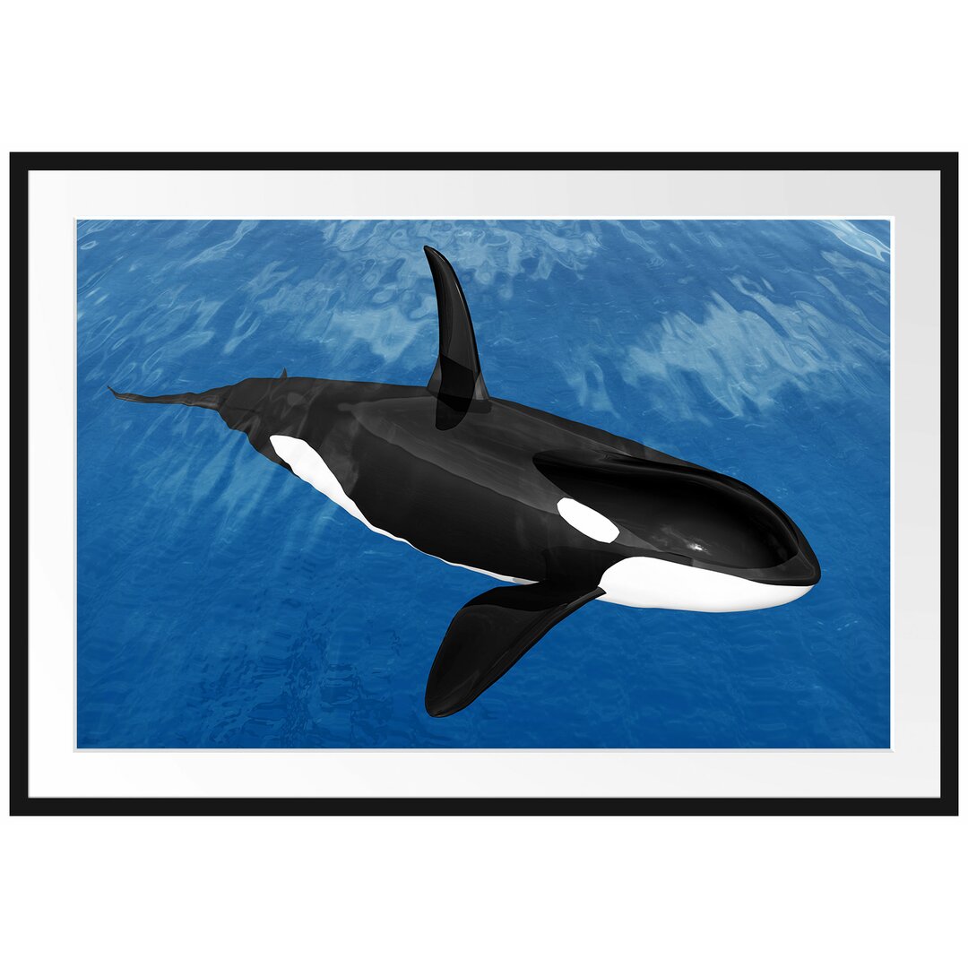 Gerahmtes Poster Schöner Orca im Meer