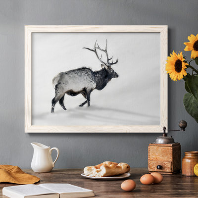 Lone Bull