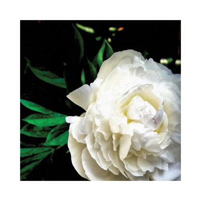 White Peony by Michelle Calkins - Wrapped Canvas Print