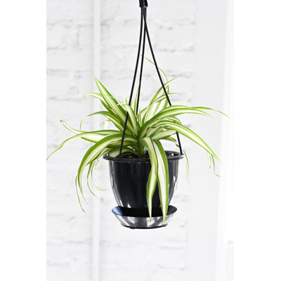 Live Spider Plant in Hanging Pot