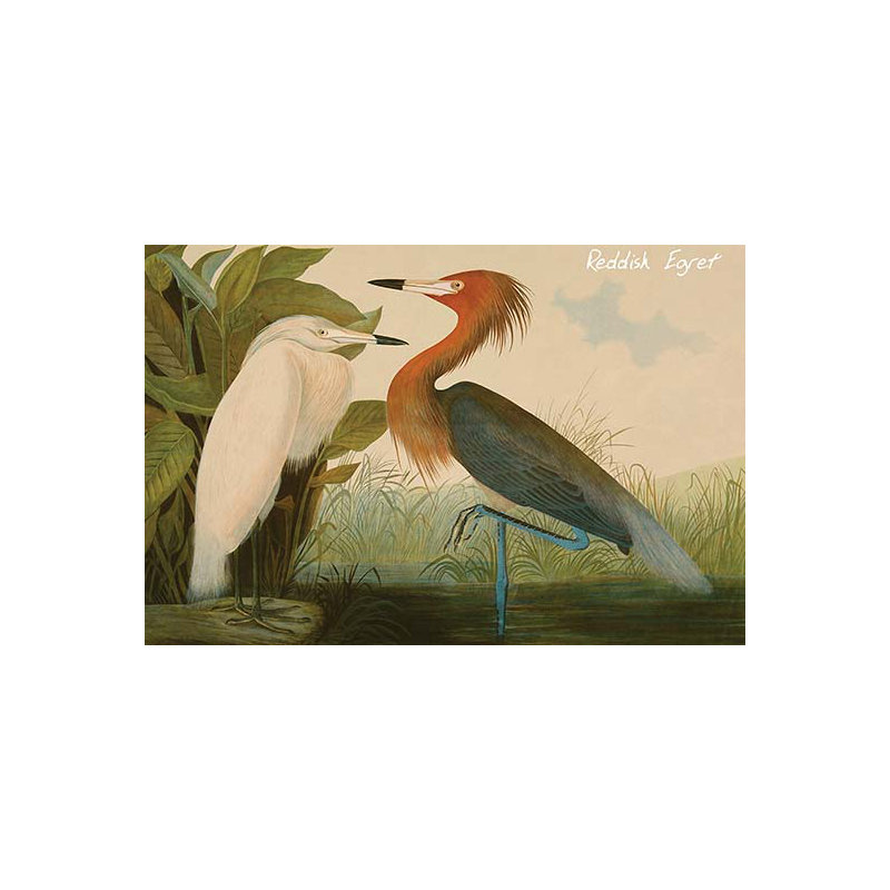Aigrette rougeâtre-impression d’art graphique, H 28 po x l 42 po x P 1,5 po