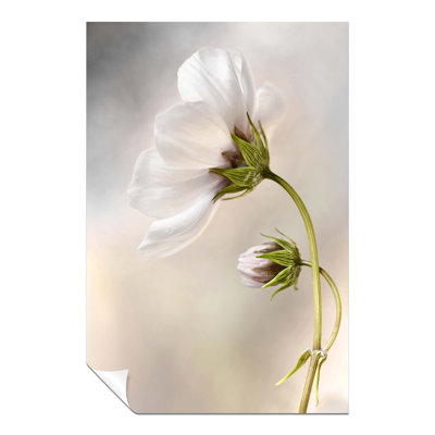 Cosmos Flower - No Frame Print