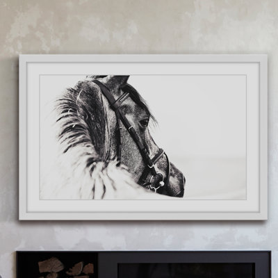 " Equus Profile "