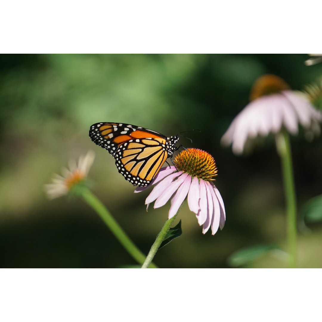 Monarch Schmetterling von MartinMachnowski - Leinwand Kunstdrucke