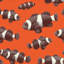 Papier peint Clownfish-55888076