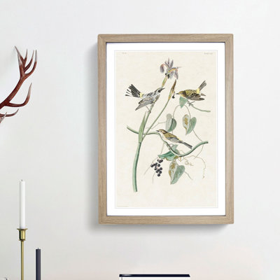 Yellow-Crown Warbler Birds by John James Audubon - Picture Frame Art Print