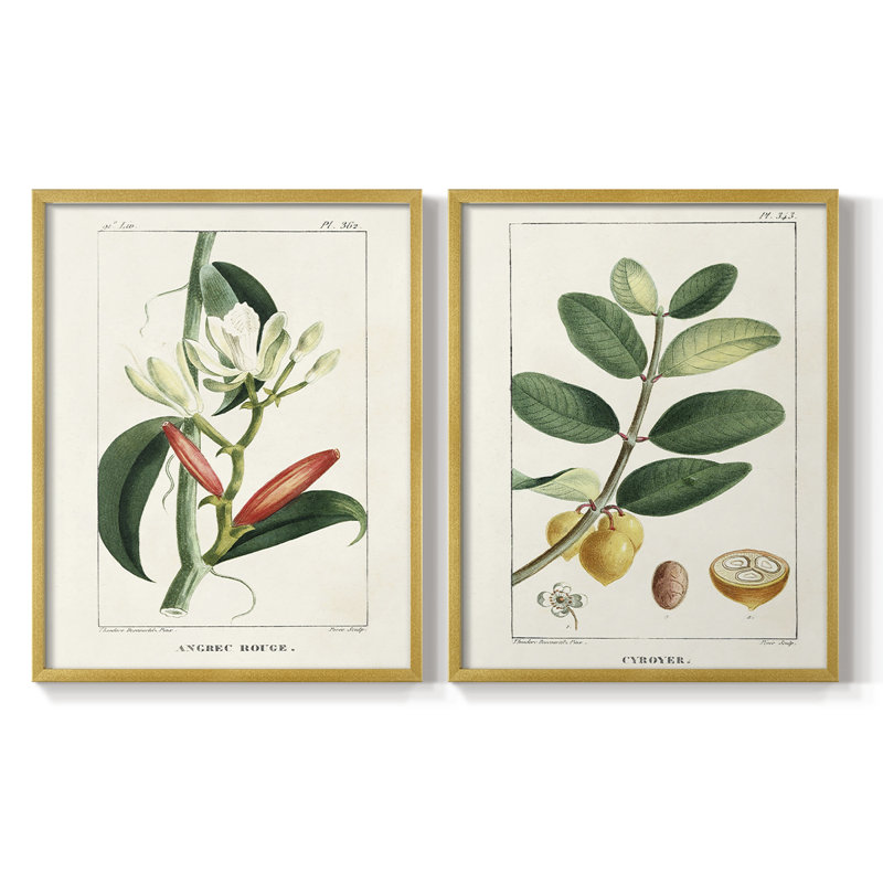 Reproduction encadrée Turpin Tropical Botanicals IX-Premium - prête à être accrochée, Doré, H 15 po x l 24 po