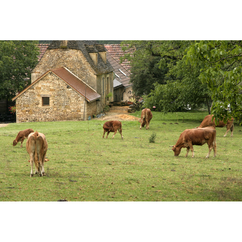 Grazing Cattle by 100pk - Wrapped Canvas Print, 30cm H x 46cm W