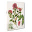 Aka. Rata Flowers - Wrapped Canvas Painting-55368763