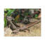 No Frame Print on Canvas-1073582257