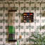 Schumacher X - papier peint en sisal A Palm Is A Palm-106409126