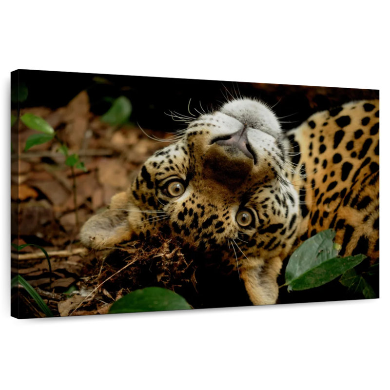 Brampt Lovable Jaguar, 26" H x 39" W