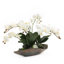 Orchid Floral Arrangement