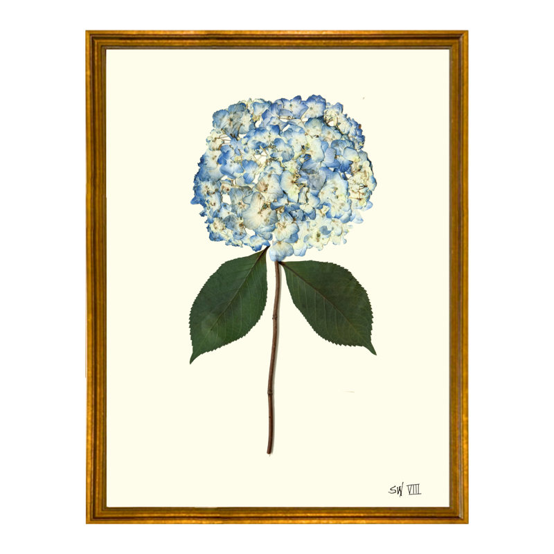 Pressed Hydrangea Framed Print, Antique Gold