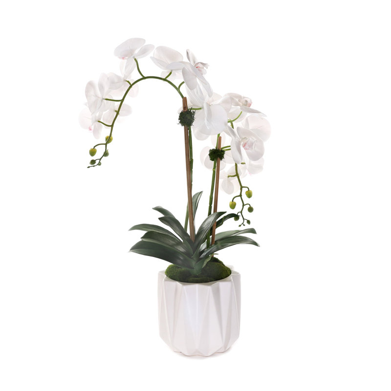 Real Touch Phalaenopsis Orchids in White Dimensional Pot, White