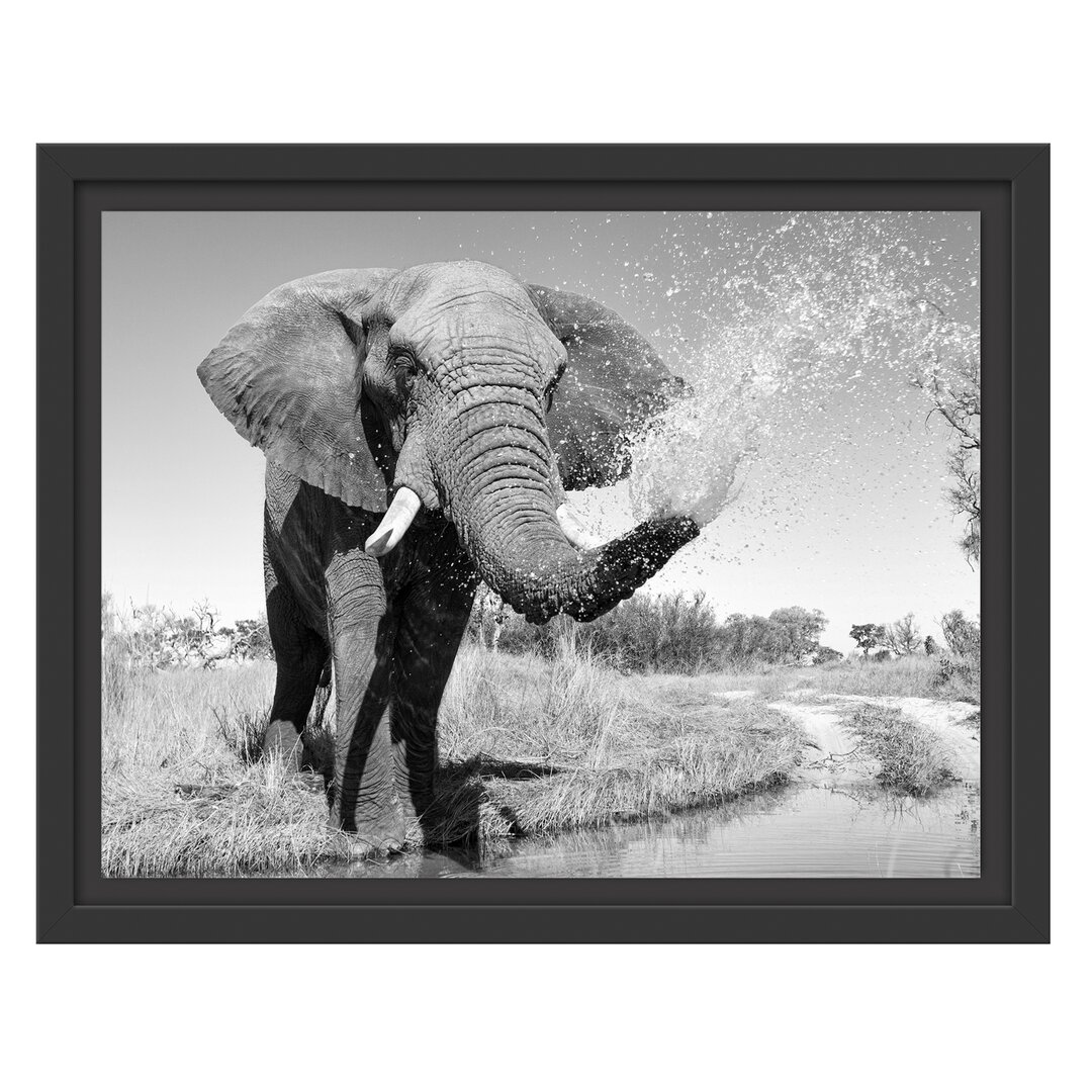 Gerahmtes Wandbild Elefant spritzt mit Wasser