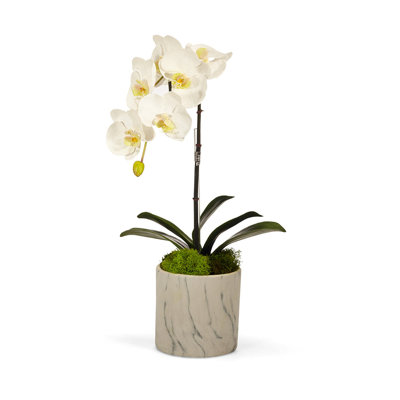 Orchid Plant in Pot Set